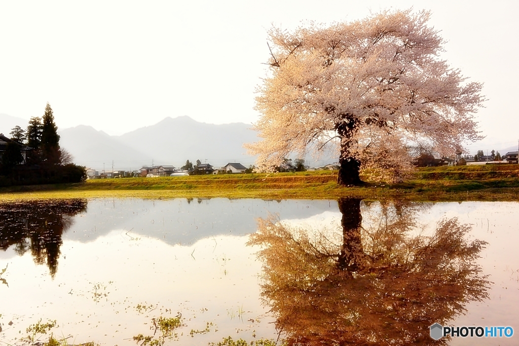 須沼の一本桜
