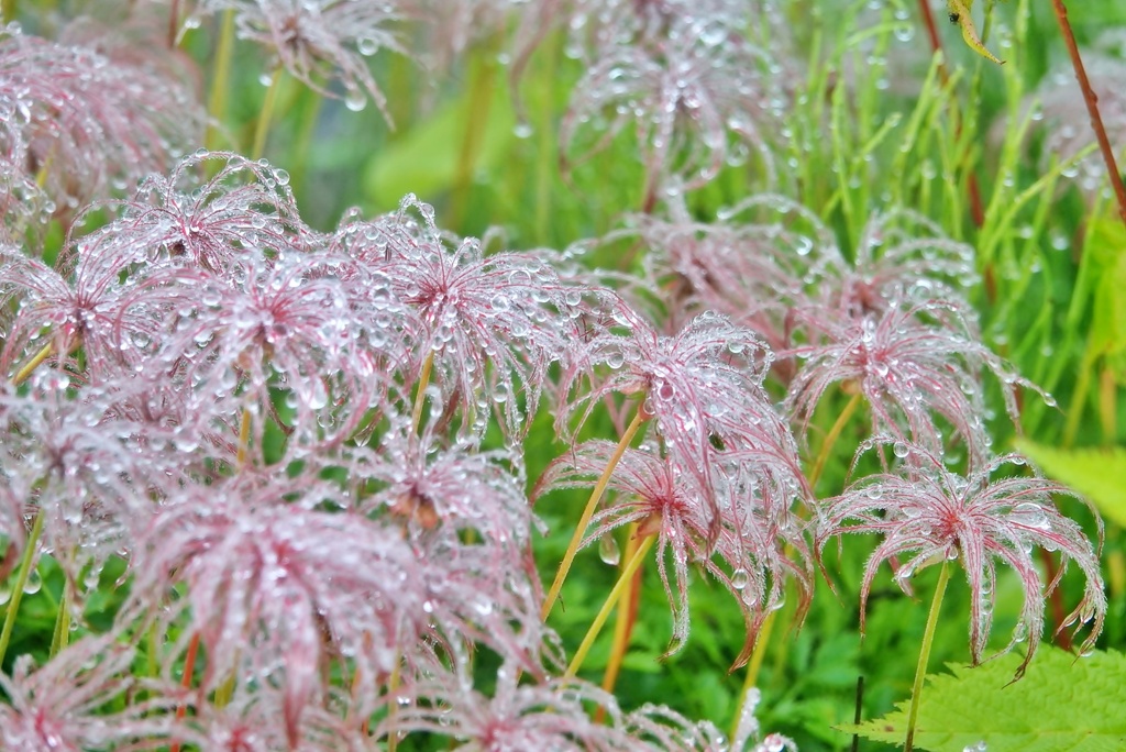白馬五竜高山植物園 （チングルマの種）