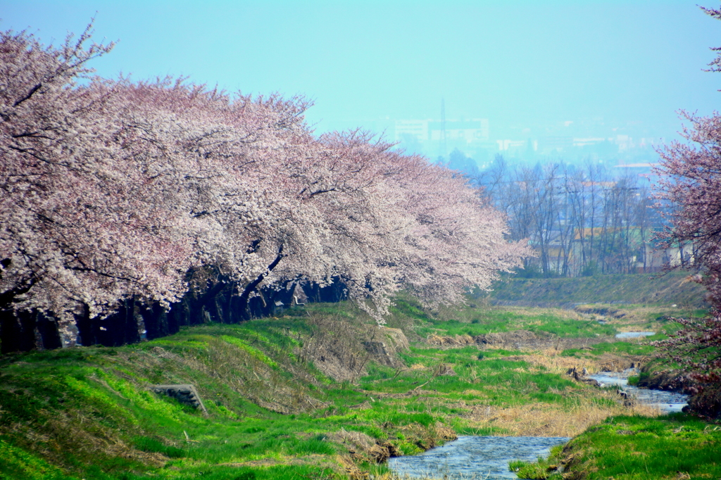 安曇野さくら巡り（黒沢川）