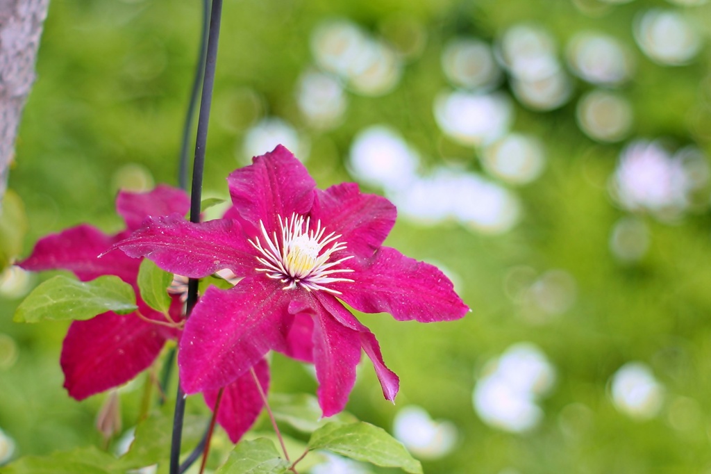庭の花2023（クレマチス）