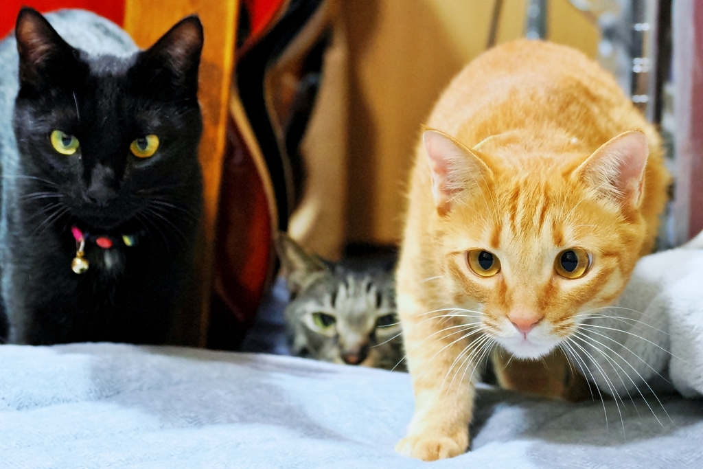 狙ってぇ～ (fuu w/ rai & shima ) 