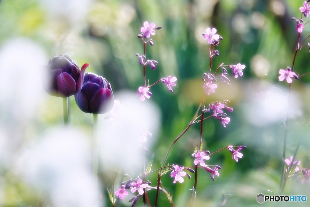 庭の花