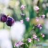 庭の花