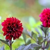 庭の花2025 (ダリア)