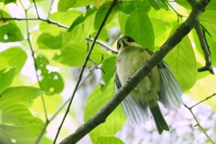 ヤマガラ（幼鳥）