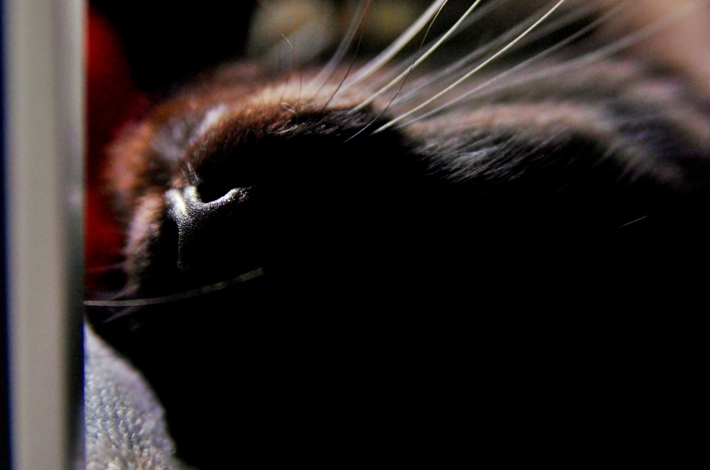 黒猫の鼻は、