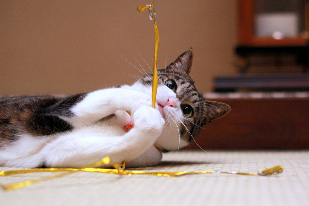 play!!