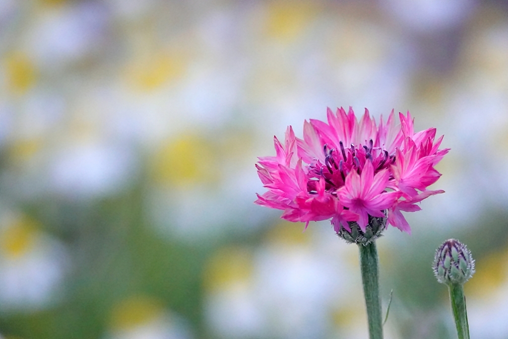 庭の花2019（ヤグルマソウ）