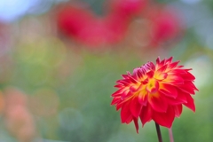 大岡ひなたダリア園  -9- 大岡ひなたダリア園  -9-