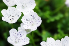 庭の花　（ネモフィラ）