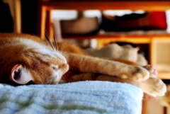 フワッと (chata)  フワッと (chata)