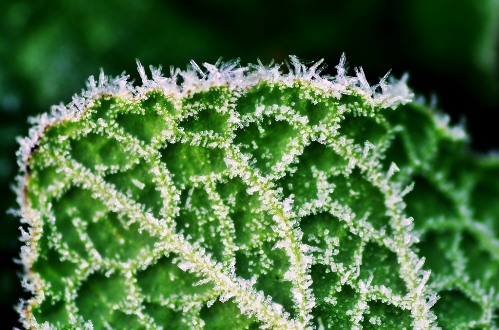 Ice leaf
