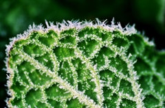Ice leaf
