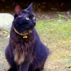 黒猫