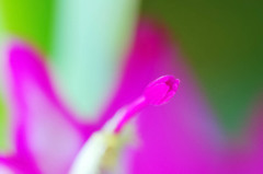 蕊