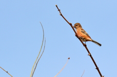 ベニマシコ♀