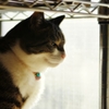 猫の日2018 (sora)