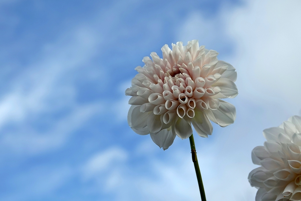 庭の花2019（ダリア）