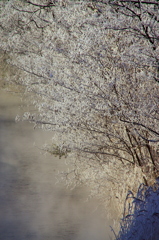 霧氷の華