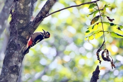 アカゲラ♂