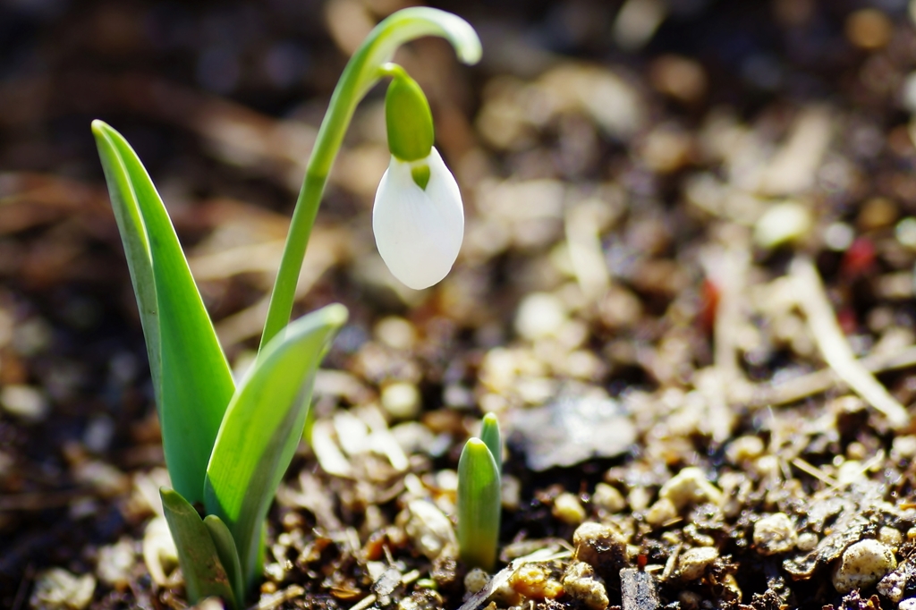 スノードロップ