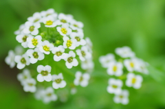 ちいさき花