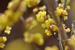 庭の花2019（ダンコウバイ）