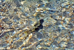 岩魚