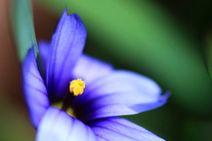 fairy