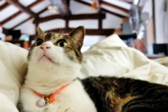 ごきげん