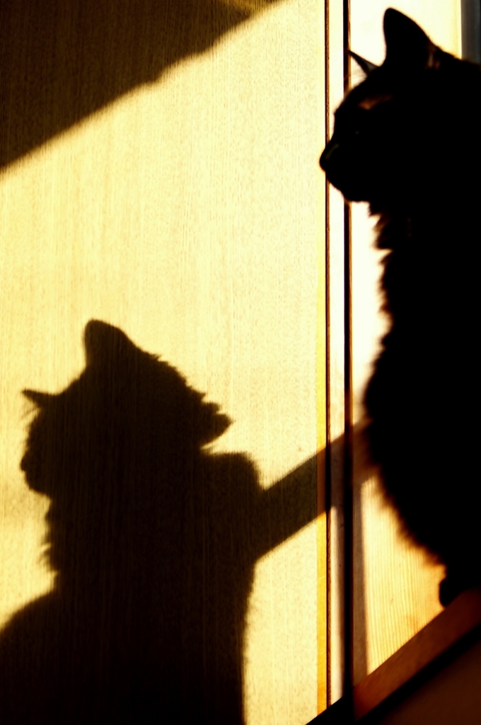 Shadows