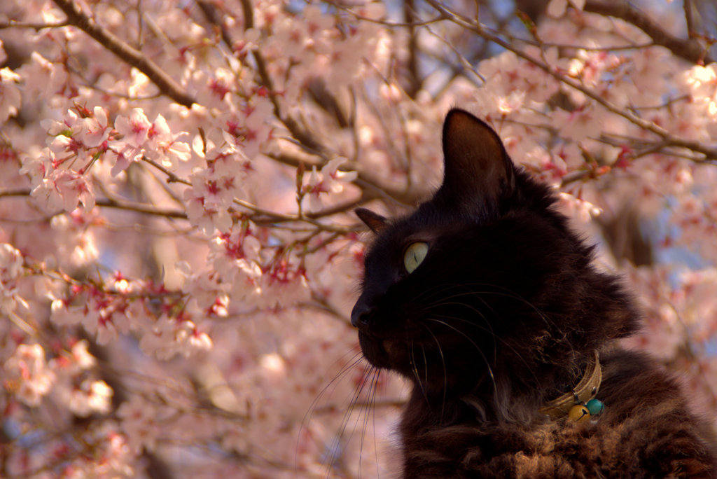 お花見(reo)2013