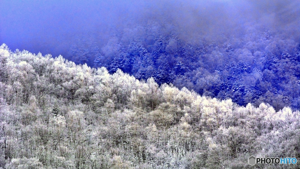 雪の森