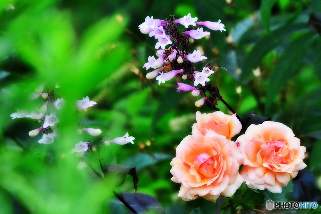 庭の花　（ペンステモンとバラ）