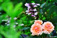 庭の花　（ペンステモンとバラ）