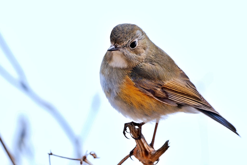 ルリビタキ♀