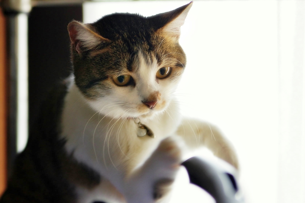 ねこパンチ!!