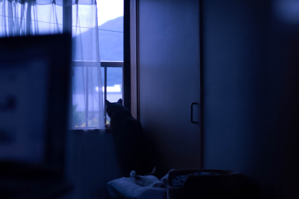 蒼い朝