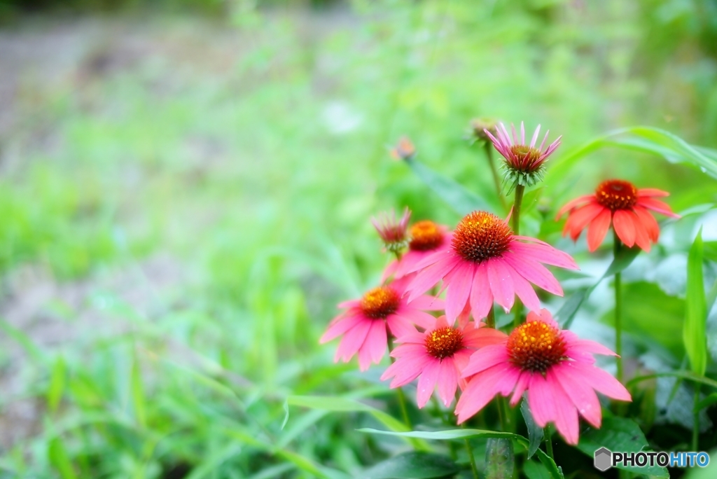 庭の花　（エキナセア）