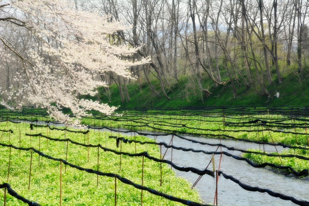 安曇野さくら巡り（ワサビ田）