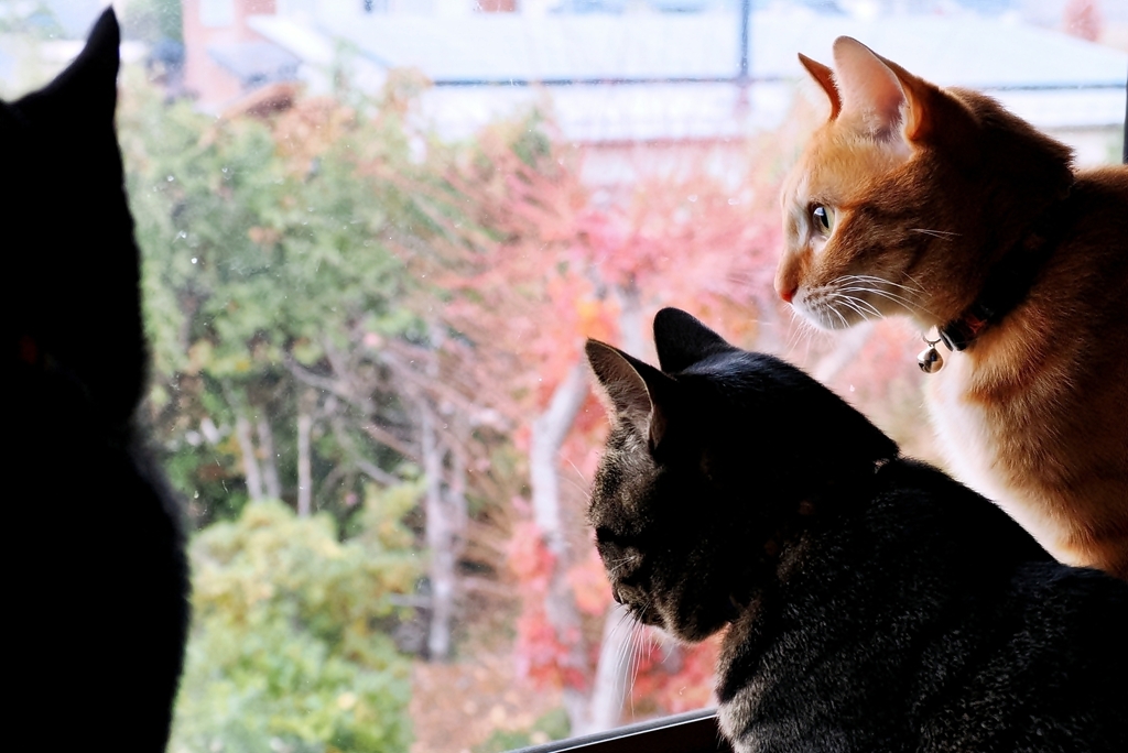 晩秋のころ (chata w/ shima & rai) 