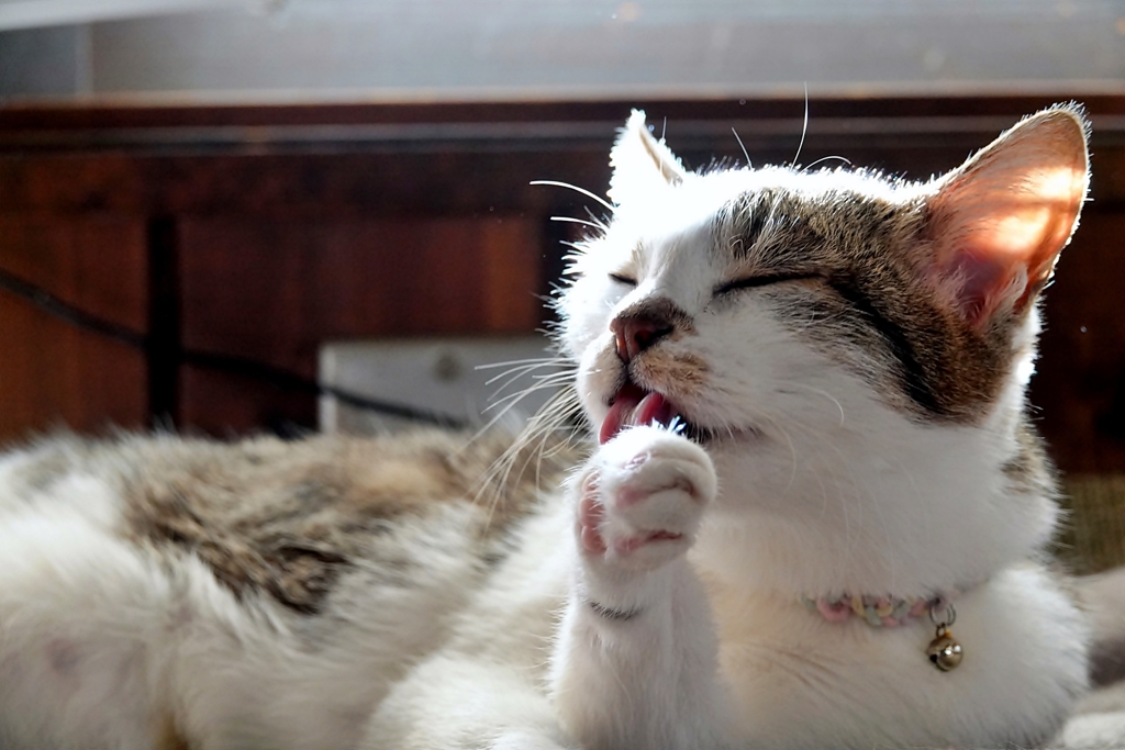 猫のいる朝 (goma)
