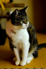 ちょこん(sora)