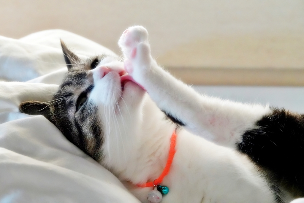 僕の足