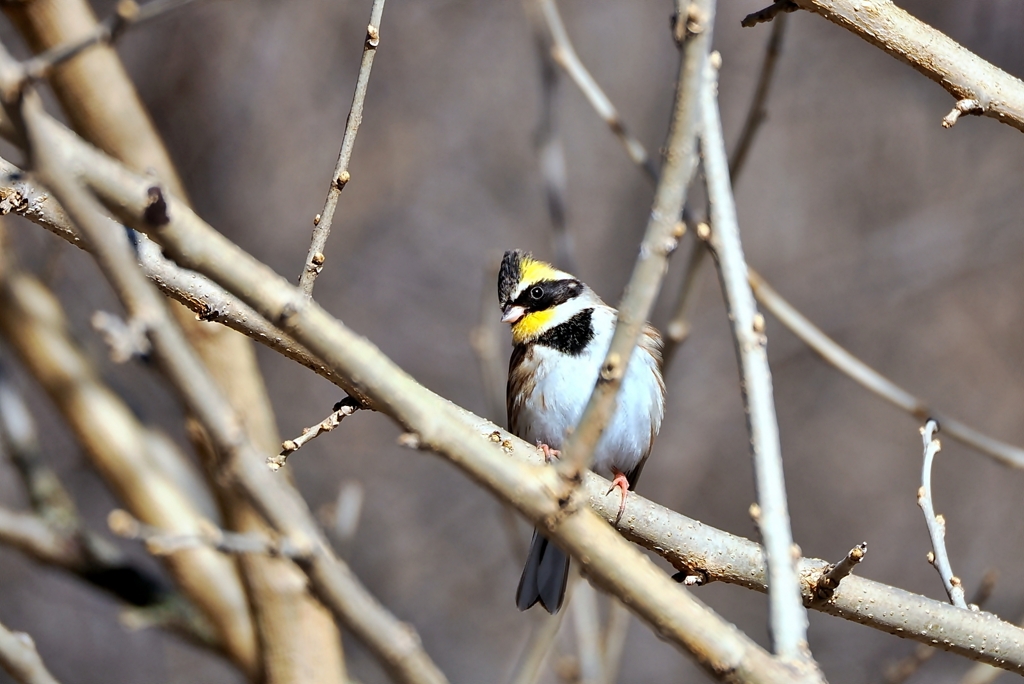 ミヤマホオジロ♂