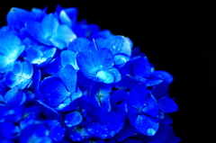 blue　(Ⅱ)