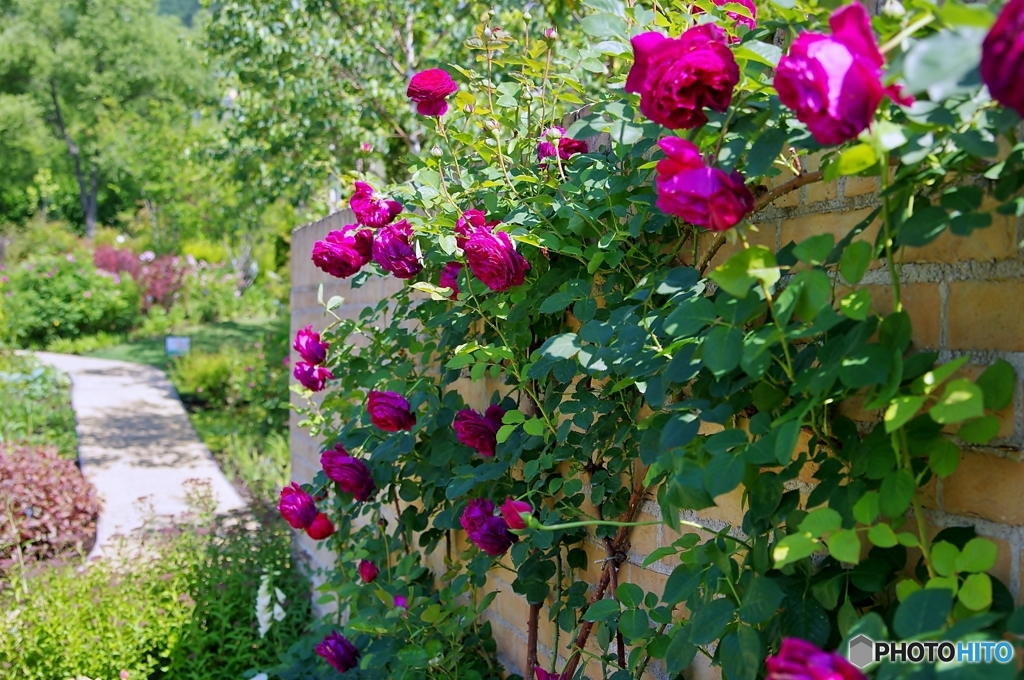 CORTINA ENGLISH GARDEN
