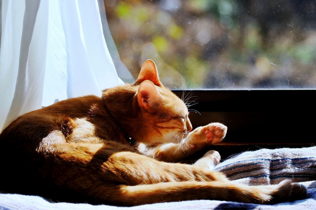 サニーサイド (chata) 