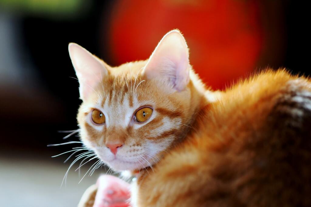 ちゃた（chata）