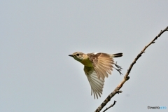 ノビタキ♀